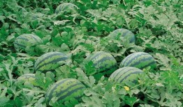 宿迁学院吃瓜后续,真相大白，各方反应汇总