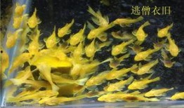 怀孕可以吃胡子瓜,胡子瓜的营养与美味