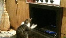 fish吃瓜,一场奇妙的鱼吃瓜之旅