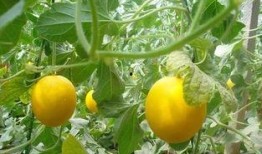 减肥晚上吃伊丽莎白瓜,伊丽莎白瓜助你轻松瘦身