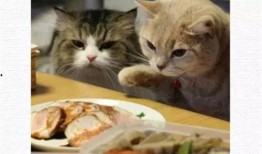 吃瓜看戏喵爷,揭秘娱乐圈幕后风云