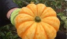 娄娄吃瓜,揭秘娱乐圈那些不为人知的幕后故事