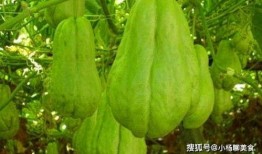 产后吃佛手瓜,佛手瓜助力妈妈健康恢复