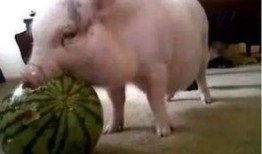 道具吃瓜猪,揭秘神秘道具背后的神奇力量