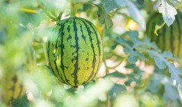 盛世芳华有凤来仪吃瓜,凤来仪下的瓜田盛宴