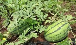 重庆c圈吃瓜,揭秘本地圈层文化盛宴