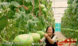 爱自由吃瓜基地,揭秘休闲美食新天地
