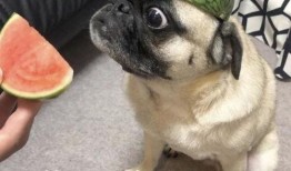 海豚吃瓜表情包,萌动海洋的欢乐瞬间