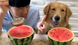 狗吃瓜的搞笑视频