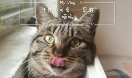 猫吃瓜辣椒的反映,瓜果中的辣味冒险