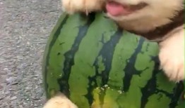 道具狗吃瓜,揭秘道具狗的趣味生活