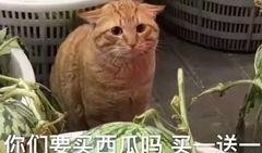 吃瓜群众怎么吃最好,吃瓜群众的最佳“瓜”食指南