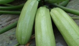 独立个体可以吃瓜吗,畅享瓜界盛宴