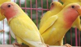 牡丹鹦鹉吃瓜,瓜果乐园探秘