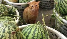 回隆卖衣服吃瓜,卖衣吃瓜，感受市井生活百态