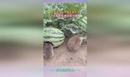 发现孩子吃瓜,孩子意外发现的新奇世界