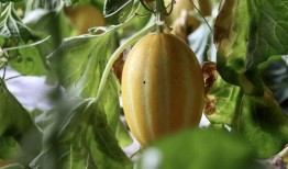 快乐吃瓜149,揭秘娱乐圈幕后故事