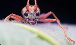 瓜哥吃瓜昆虫图片高清,高清图鉴揭秘昆虫世界