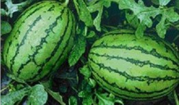 现在都用什么吃瓜,揭秘当下热门话题的传播与热议