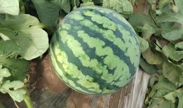 吃瓤的瓜,探寻吃瓤瓜的独特魅力