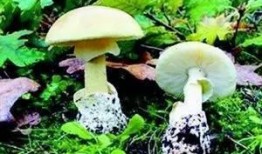 瑞金医院吃瓜,揭秘背后的真相与反思