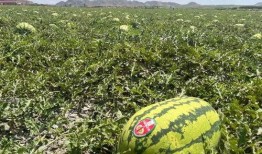 宁夏吃瓜爆料,揭秘当地美食背后的故事