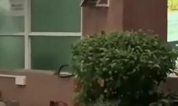 德宏吃瓜新闻,揭秘当地热点事件背后的真相