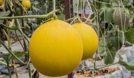 众祸吃瓜,揭秘网络舆论场的狂欢与反思