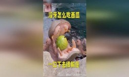 河马吃瓜水果,瓜果盛宴的欢乐时光