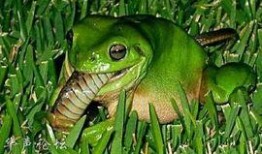 青蛙头套吃瓜,一场别开生面的吃瓜盛宴