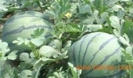 山东费县吃瓜事件,一场网络热议背后的真相与反思