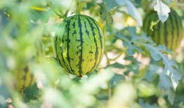 松滋吃瓜最好的地方,揭秘当地最佳吃瓜胜地