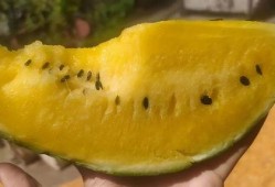 吃瓜吃瓤吗,揭秘瓜果食用新风尚