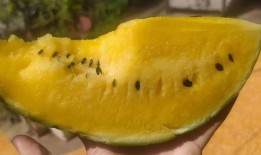 吃瓜吃瓤吗,揭秘瓜果食用新风尚