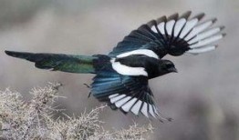 怎么预防喜鹊吃瓜