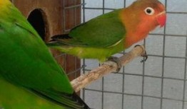 牡丹鹦鹉吃瓜,瓜果乐园探秘