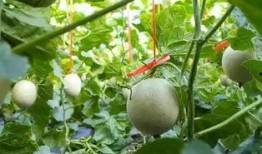 吃瓜摘瓜人的感悟,吃瓜摘瓜人的心灵感悟