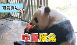 熊猫吃瓜看小孩,趣味横生的亲子时光