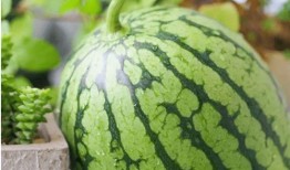 心月吃瓜,揭秘娱乐圈那些不为人知的幕后故事