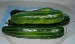 没味吃瓜,没味吃瓜的奇妙之旅