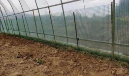 吃瓜体育生围栏,揭秘吃瓜群众的体育盛宴