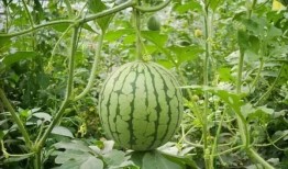 吃瓜的重庆人,麻辣鲜香里的市井生活