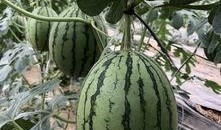 西华网红吃瓜,揭秘网络红人的幕后故事