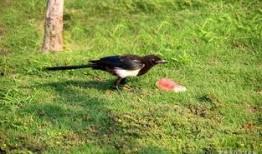 怎么预防喜鹊吃瓜