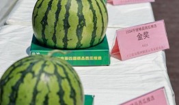 吃瓜欣欣子,揭秘娱乐圈背后的故事