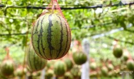 升达湖吃瓜,夏日狂欢盛宴来袭