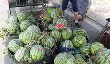 舟曲吃瓜事件,一场网络狂欢背后的真相与反思