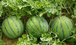 吃瓜挑瓜的正确方法,吃瓜达人必备的挑瓜技巧揭秘