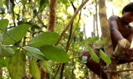 在森林里吃酸瓜,酸瓜引发的探险之旅