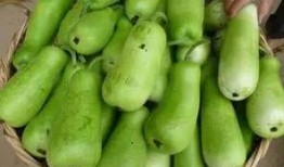 葫芦瓜吃中毒吗,食用需谨慎